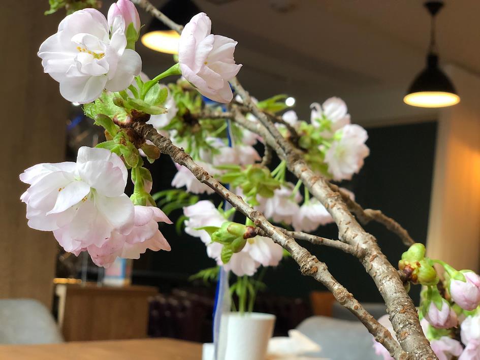ゼンマーケット本社で桜を鑑賞