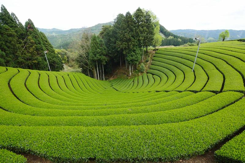 Trà Nhật Bản