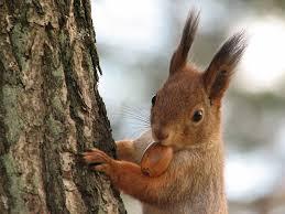 Red Squirrel