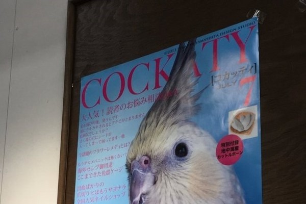 parrot poster on a bedroom wall