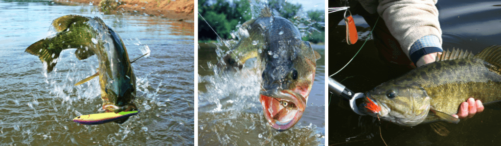 memancing ikan air tawar